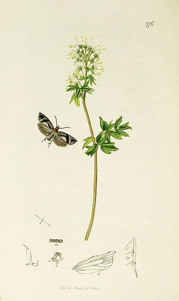 Curtis British Entomology Plate 376