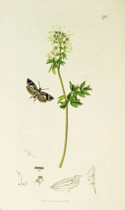 Framed Print : Curtis British Entomology Plate 376 Framed Print : Curtis British Entomology Plate 376