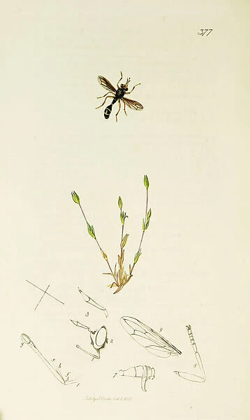 Curtis British Entomology Plate 377