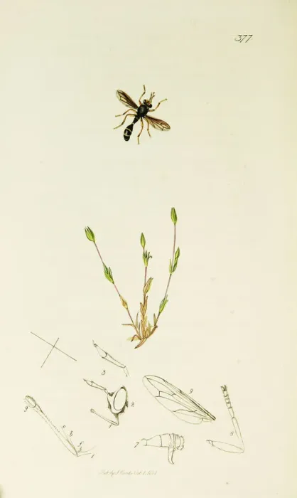 Framed Print : Curtis British Entomology Plate 377 Framed Print : Curtis British Entomology Plate 377