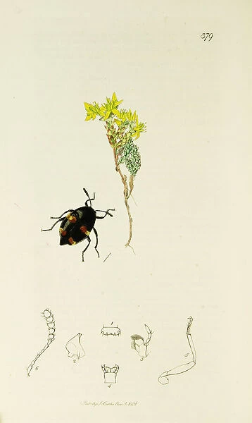 Curtis British Entomology Plate 379