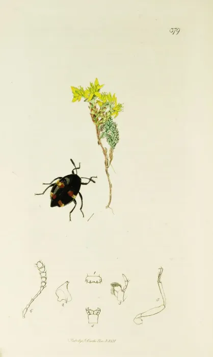 Framed Print : Curtis British Entomology Plate 379 Framed Print : Curtis British Entomology Plate 379