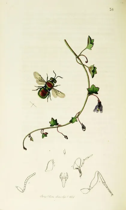 Framed Print : Curtis British Entomology Plate 38 Framed Print : Curtis British Entomology Plate 38