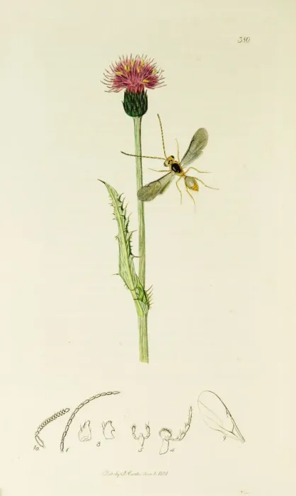 Framed Print : Curtis British Entomology Plate 380 Framed Print : Curtis British Entomology Plate 380