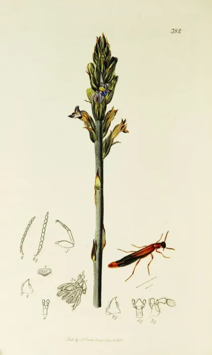 Framed Print : Curtis British Entomology Plate 382 Framed Print : Curtis British Entomology Plate 382