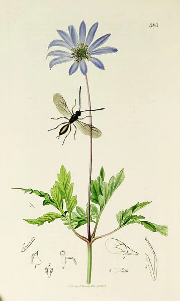 Curtis British Entomology Plate 383