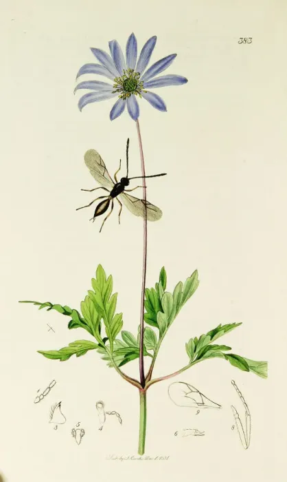 Framed Print : Curtis British Entomology Plate 383 Framed Print : Curtis British Entomology Plate 383