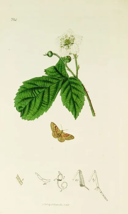 Framed Print : Curtis British Entomology Plate 384 Framed Print : Curtis British Entomology Plate 384