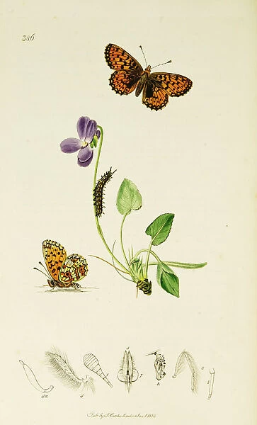 Curtis British Entomology Plate 386