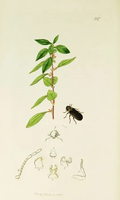 Framed Print : Curtis British Entomology Plate 387