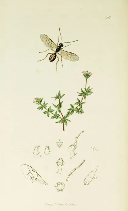 Framed Print : Curtis British Entomology Plate 388 Framed Print : Curtis British Entomology Plate 388