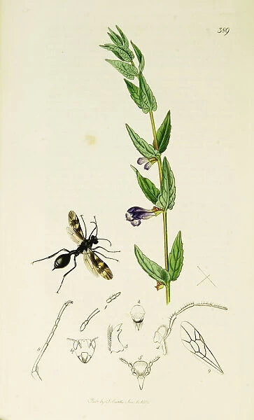 Curtis British Entomology Plate 389