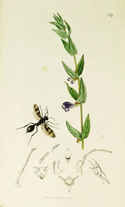 Framed Print : Curtis British Entomology Plate 389 Framed Print : Curtis British Entomology Plate 389