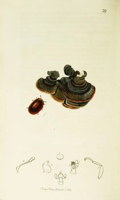 Framed Print : Curtis British Entomology Plate 39 Framed Print : Curtis British Entomology Plate 39
