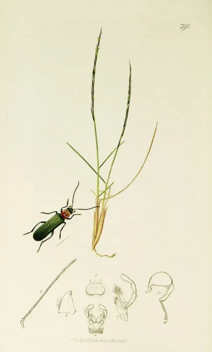 Framed Print : Curtis British Entomology Plate 390 Framed Print : Curtis British Entomology Plate 390