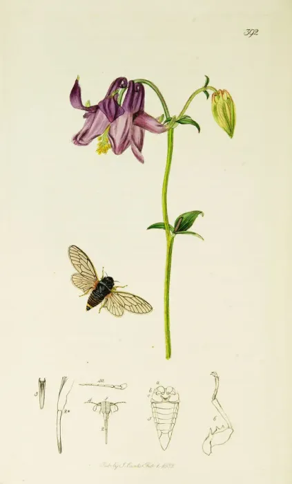 Framed Print : Curtis British Entomology Plate 392 Framed Print : Curtis British Entomology Plate 392