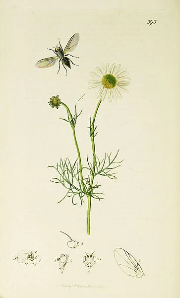 Curtis British Entomology Plate 393