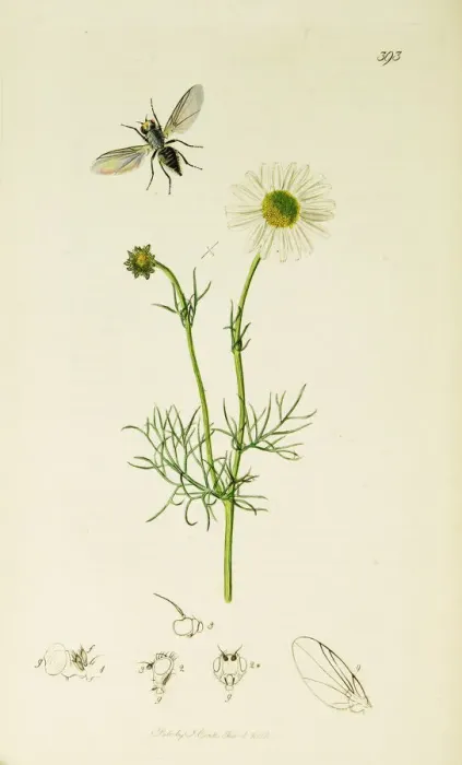Framed Print : Curtis British Entomology Plate 393 Framed Print : Curtis British Entomology Plate 393