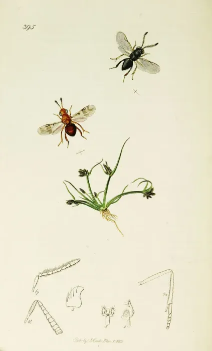 Framed Print : Curtis British Entomology Plate 395 Framed Print : Curtis British Entomology Plate 395