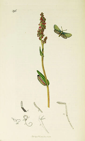 Curtis British Entomology Plate 396