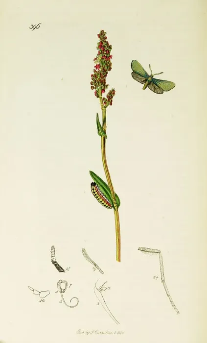 Framed Print : Curtis British Entomology Plate 396 Framed Print : Curtis British Entomology Plate 396