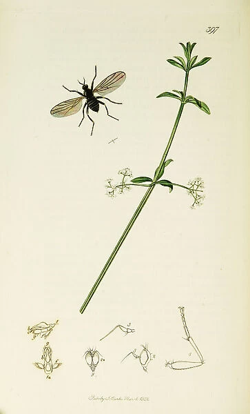 Curtis British Entomology Plate 397