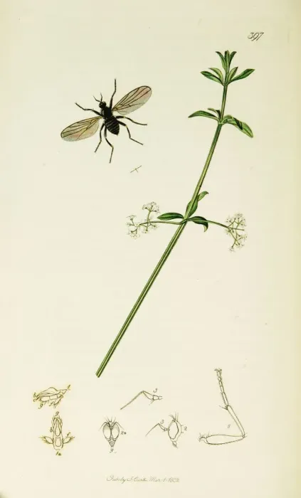 Framed Print : Curtis British Entomology Plate 397 Framed Print : Curtis British Entomology Plate 397