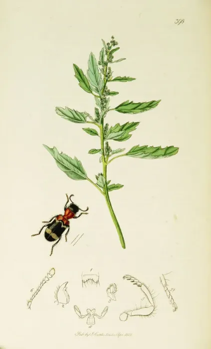Framed Print : Curtis British Entomology Plate 398 Framed Print : Curtis British Entomology Plate 398