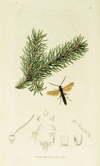 Framed Print : Curtis British Entomology Plate 4 Framed Print : Curtis British Entomology Plate 4