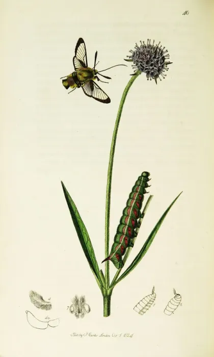 Framed Print : Curtis British Entomology Plate 40 Framed Print : Curtis British Entomology Plate 40