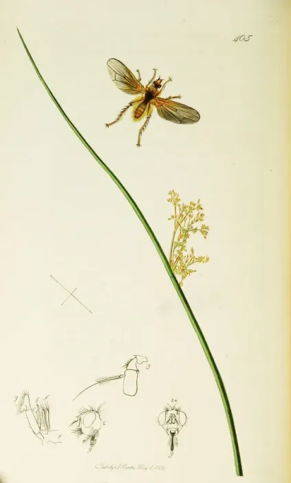 Framed Print : Curtis British Entomology Plate 405 Framed Print : Curtis British Entomology Plate 405