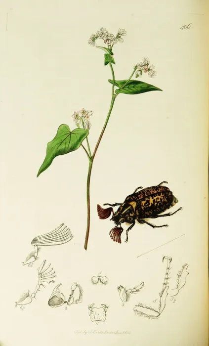Framed Print : Curtis British Entomology Plate 406 Framed Print : Curtis British Entomology Plate 406
