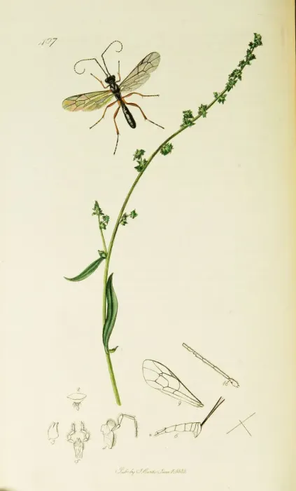 Framed Print : Curtis British Entomology Plate 407 Framed Print : Curtis British Entomology Plate 407