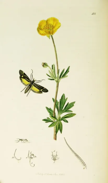 Framed Print : Curtis British Entomology Plate 408 Framed Print : Curtis British Entomology Plate 408