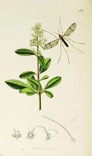 Curtis British Entomology Plate 409