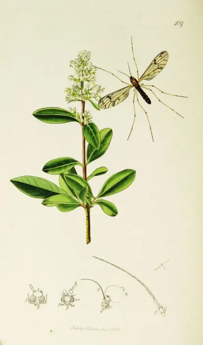 Framed Print : Curtis British Entomology Plate 409 Framed Print : Curtis British Entomology Plate 409
