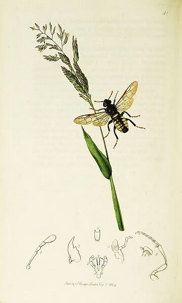 Curtis British Entomology Plate 41