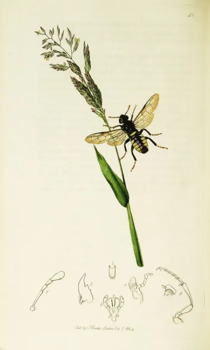 Framed Print : Curtis British Entomology Plate 41 Framed Print : Curtis British Entomology Plate 41