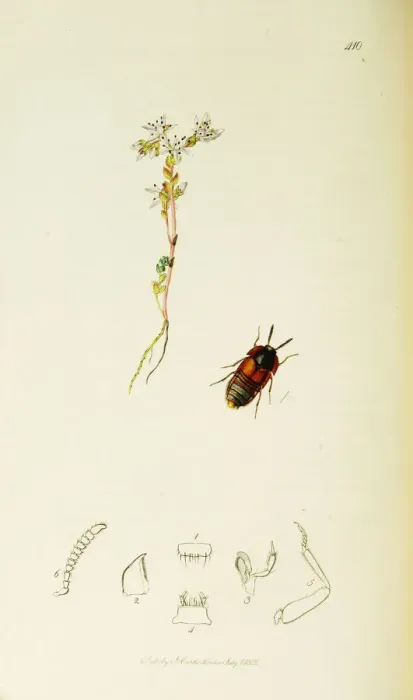 Framed Print : Curtis British Entomology Plate 410 Framed Print : Curtis British Entomology Plate 410