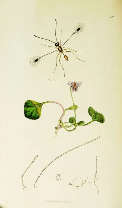 Framed Print : Curtis British Entomology Plate 411 Framed Print : Curtis British Entomology Plate 411