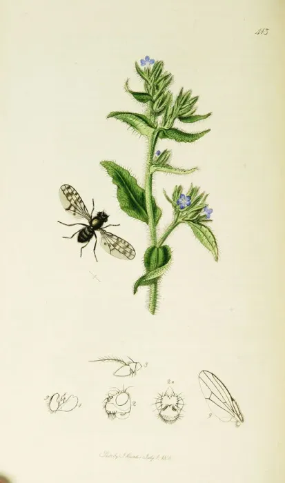 Framed Print : Curtis British Entomology Plate 413 Framed Print : Curtis British Entomology Plate 413