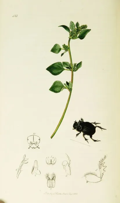 Framed Print : Curtis British Entomology Plate 414 Framed Print : Curtis British Entomology Plate 414