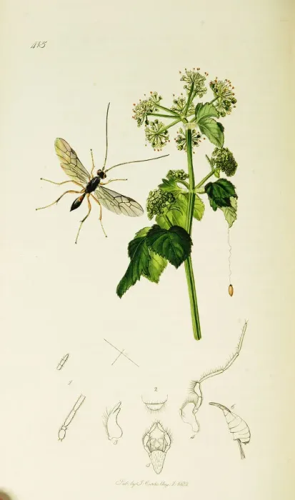 Framed Print : Curtis British Entomology Plate 415 Framed Print : Curtis British Entomology Plate 415