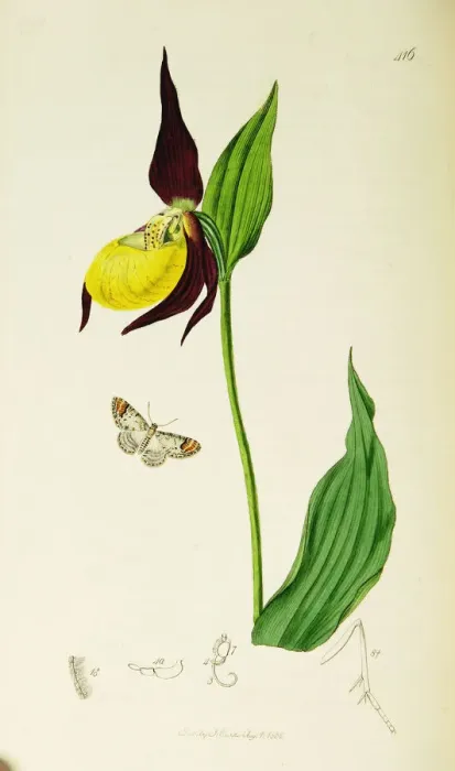 Framed Print : Curtis British Entomology Plate 416 Framed Print : Curtis British Entomology Plate 416