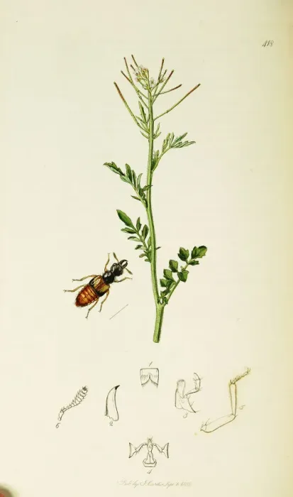 Framed Print : Curtis British Entomology Plate 418 Framed Print : Curtis British Entomology Plate 418