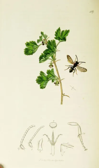 Framed Print : Curtis British Entomology Plate 419 Framed Print : Curtis British Entomology Plate 419