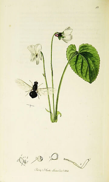 Curtis British Entomology Plate 42