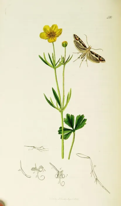 Framed Print : Curtis British Entomology Plate 420 Framed Print : Curtis British Entomology Plate 420