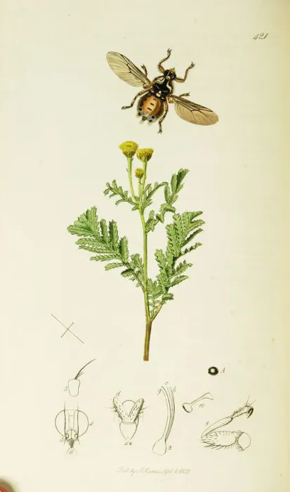 Framed Print : Curtis British Entomology Plate 421 Framed Print : Curtis British Entomology Plate 421