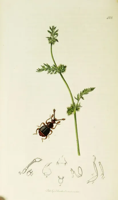 Framed Print : Curtis British Entomology Plate 422 Framed Print : Curtis British Entomology Plate 422